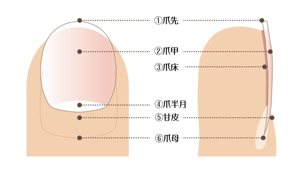 爪の構造と名称の図解